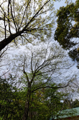 都立神代植物公園　水生植物園の木々