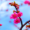 親水公園 河津桜①　（道の駅 萩しーまーと）