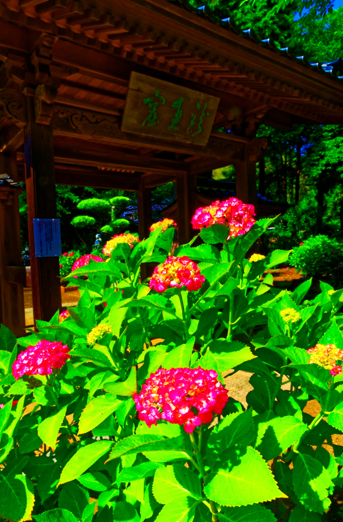 見頃迎える 紫陽花（向徳寺）