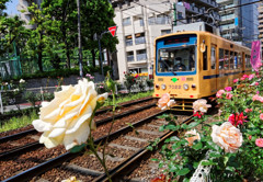 都電荒川線大塚駅前駅～の薔薇と都電②