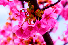 雨上がりの麗しき桜色① （萩市）