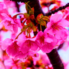 雨上がりの麗しき桜色① （萩市）