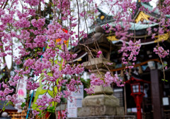 社殿をバックに枝垂桜　川越八幡宮にて