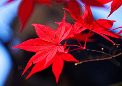 山門の屋根をバックに紅葉　平林寺にて