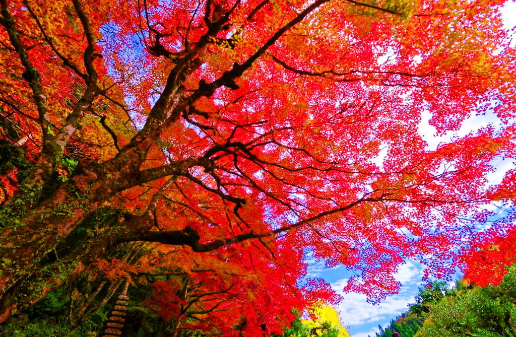 清々しい秋空の下 紅く染まる紅葉