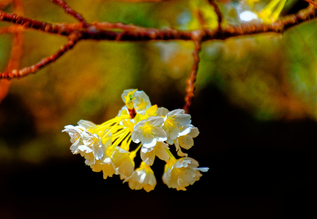 世界で２本しかない桜 ミドリヨシノ（萩城跡）