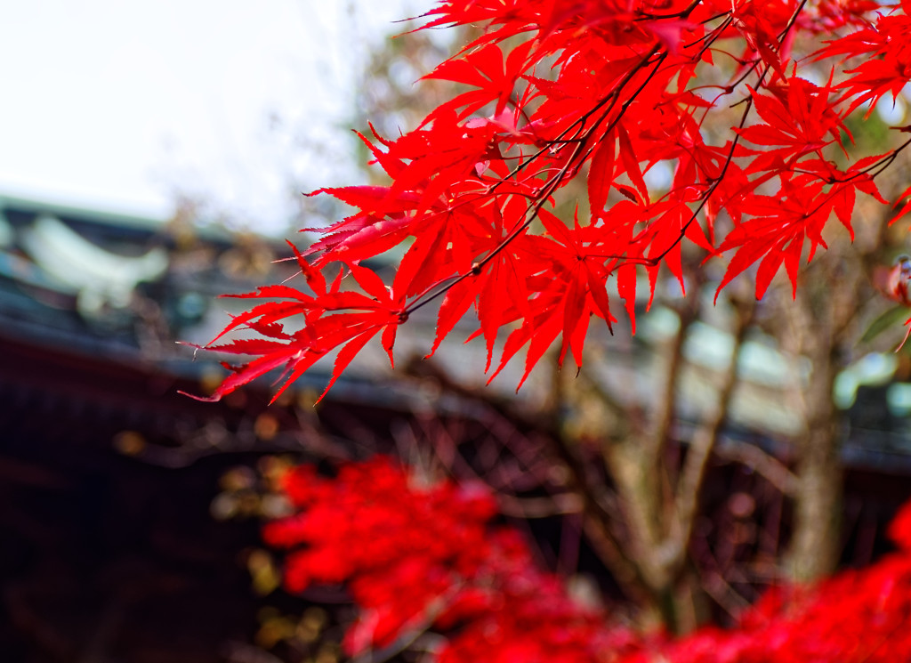 鐘楼付近の紅葉　平林寺にて