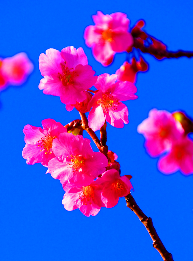 麗しき花色 河津桜②（萩市 親水公園）