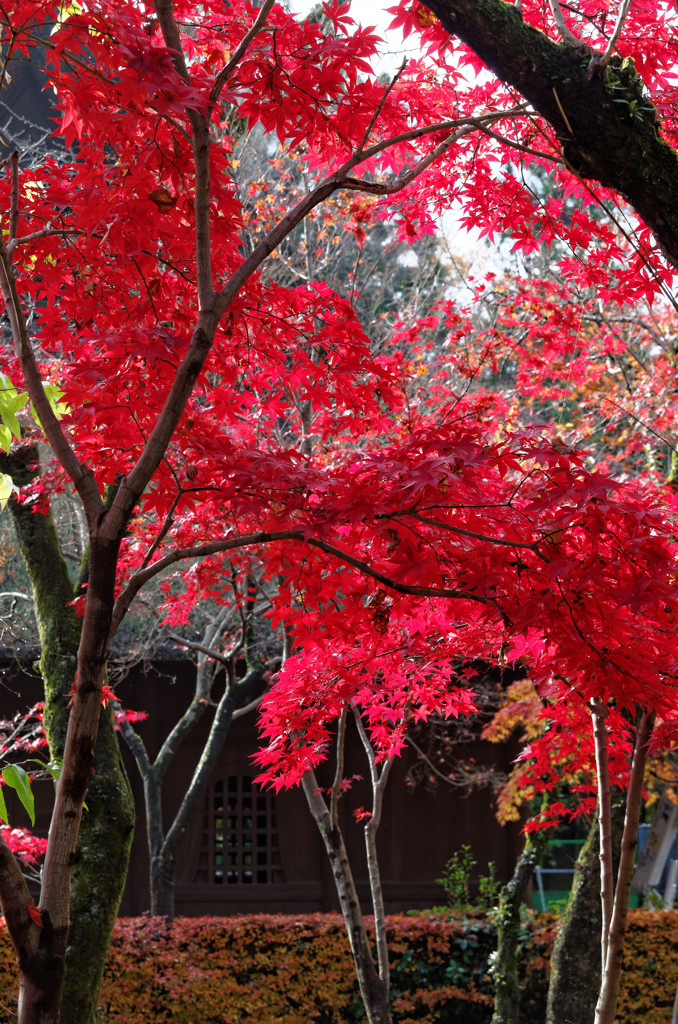 昨年１１月３０日の紅葉をあえて　これから行かれてはいかがですか　
