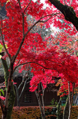 昨年１１月３０日の紅葉をあえて　これから行かれてはいかがですか　