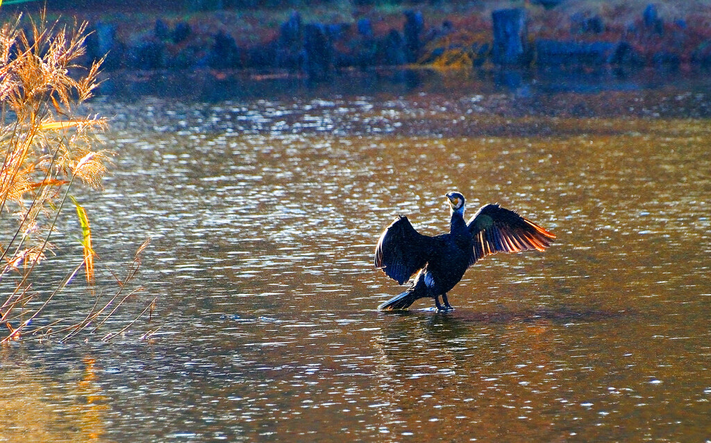 川鵜の羽干し　(さいたま市 別所沼公園)