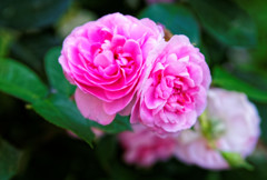 都電荒川線 線路際の薔薇（大塚周辺）①