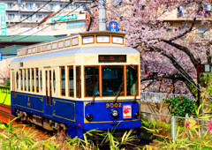 桜の木の側を走る都電荒川線②　（新宿区西早稲田）