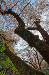 音無親水公園　ソメイヨシノの樹