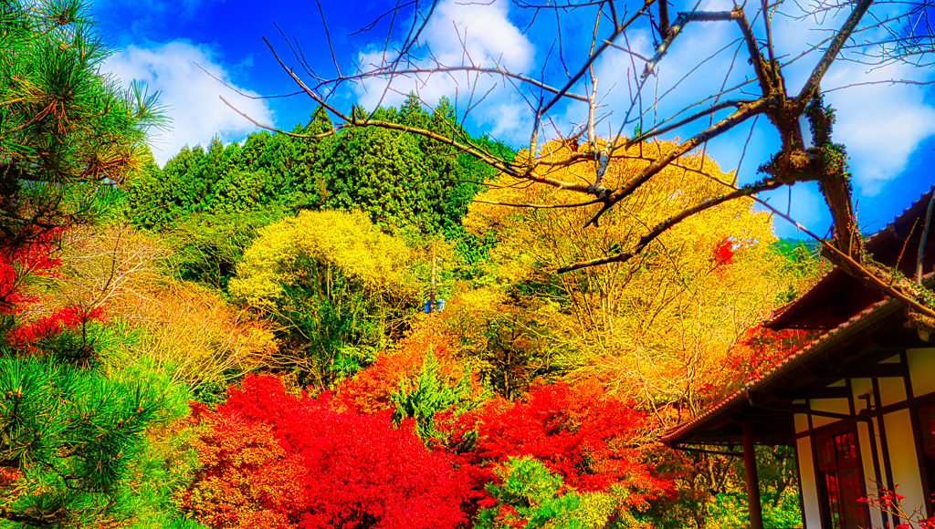 清々しい秋空の下で色とりどりの紅葉