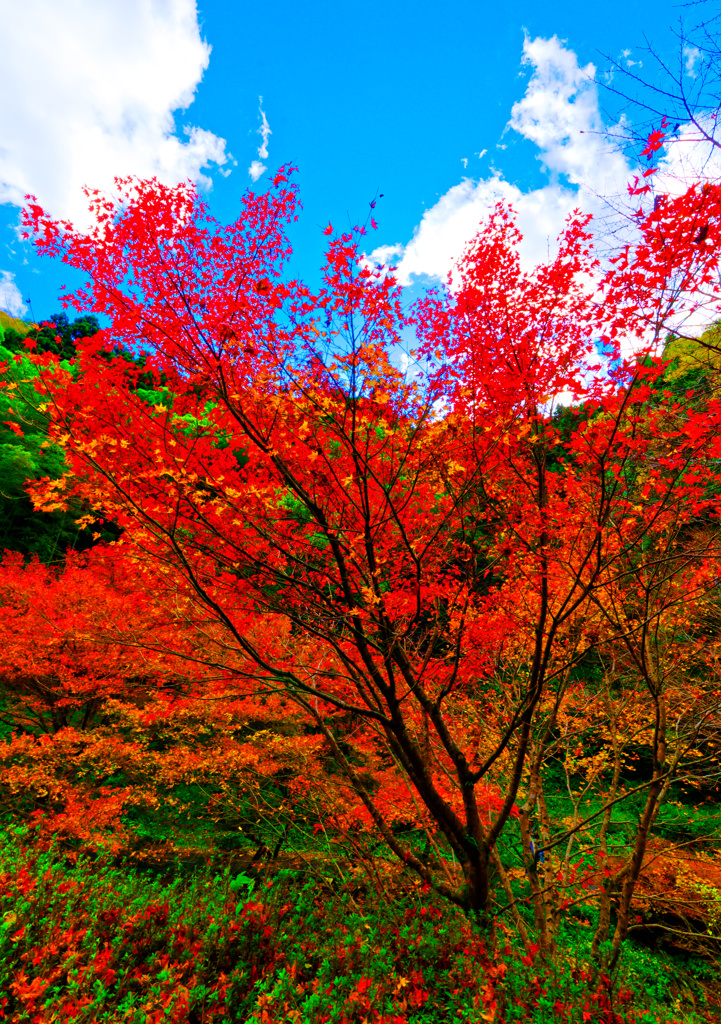 真紅に燃ゆるモミジ　(山口市 重源の郷)