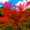 真紅に燃ゆるモミジ　(山口市 重源の郷)