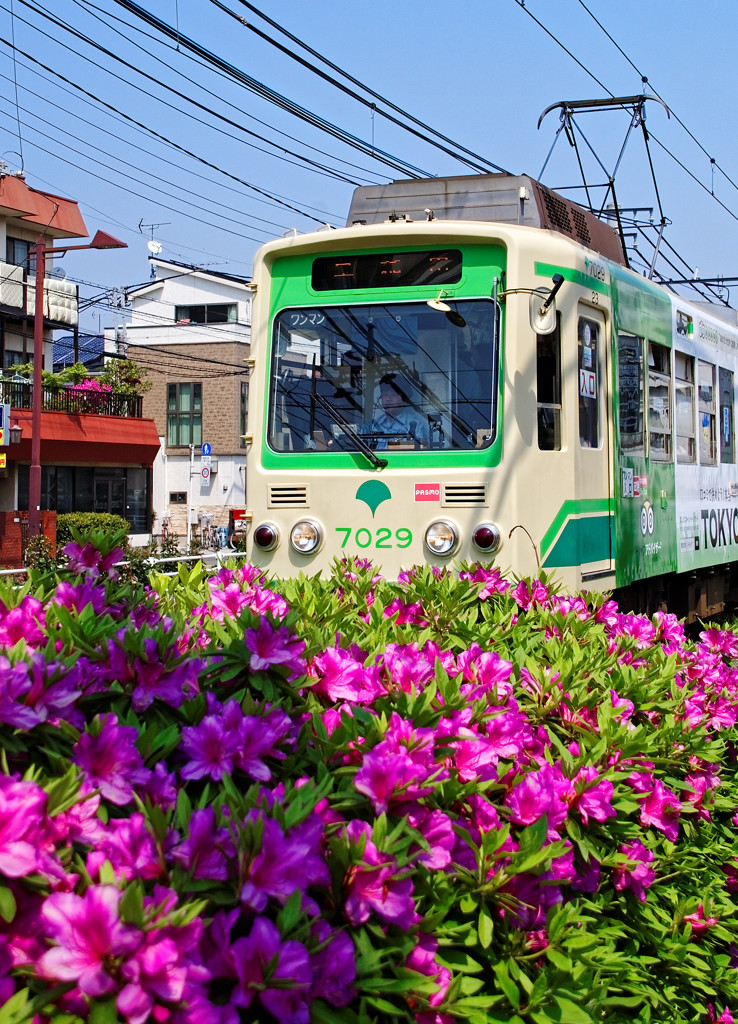 ツツジの横を駆け抜ける７０２９型車両