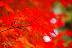 見頃迎えました　平林寺にて