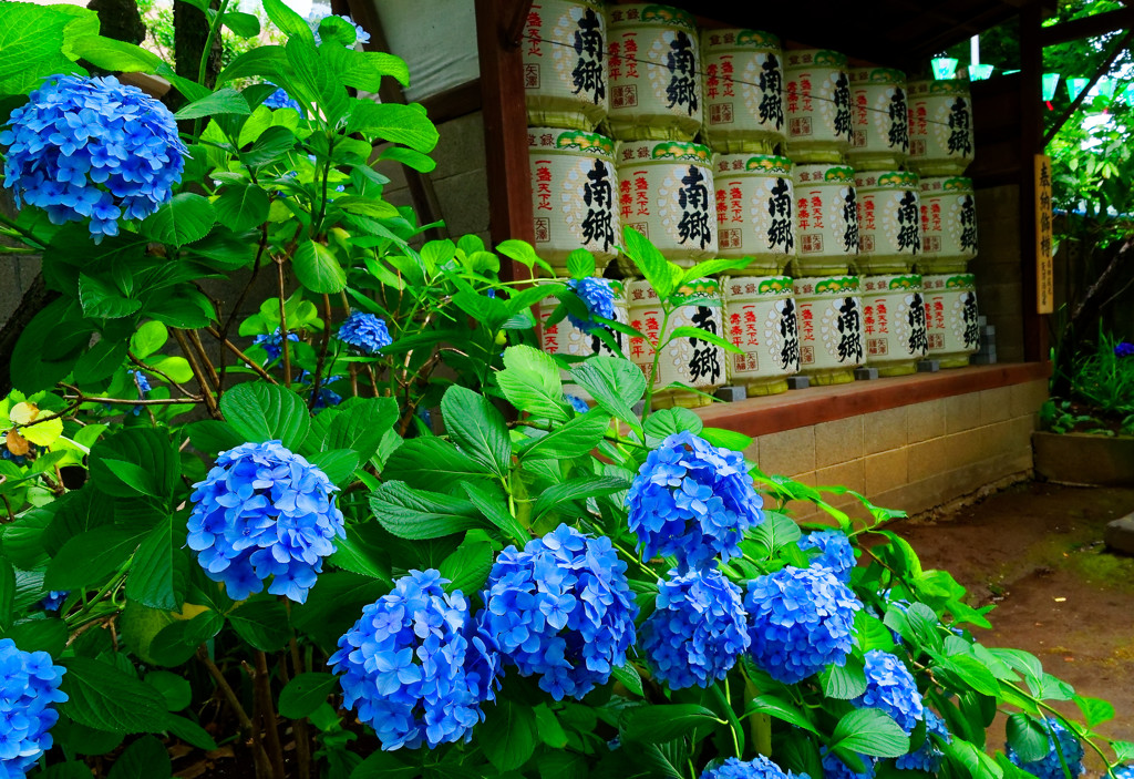紫陽花と奉納された酒樽　（文京あじさいまつり 白山神社）