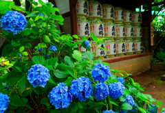 紫陽花と奉納された酒樽　（文京あじさいまつり 白山神社）