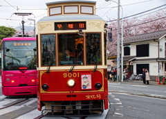 都電飛鳥山駅にて　飛鳥山公園の桜バックに上り・下りのすれ違い