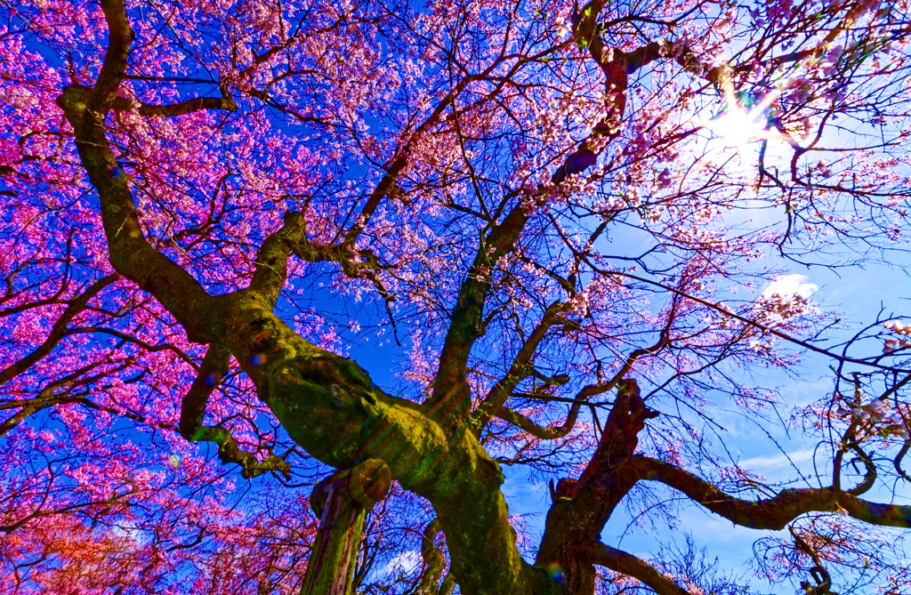 枝垂桜と光芒（徳佐八幡宮）