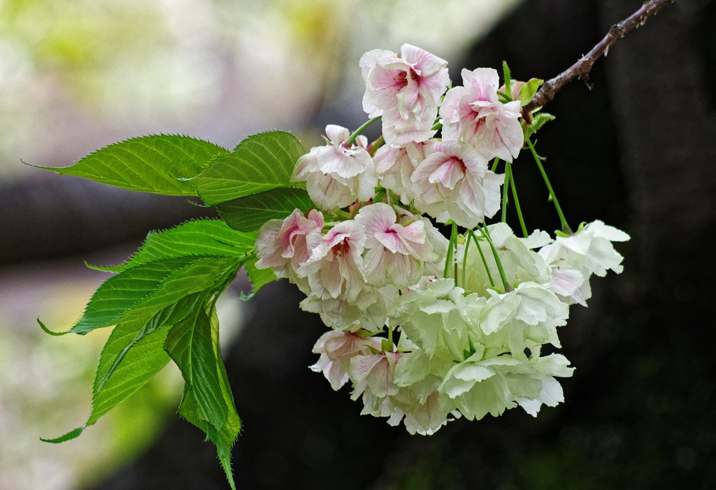 別所沼公園のウコン桜・・・花が赤く変化し始めました