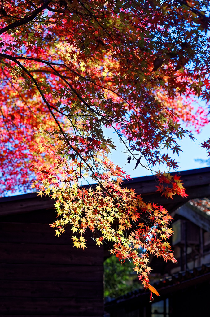 平林寺の紅葉　色とりどり