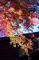 平林寺の紅葉　色とりどり