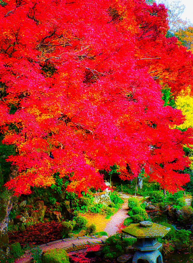 美しさ際立つ名園の紅葉（堀庭園）