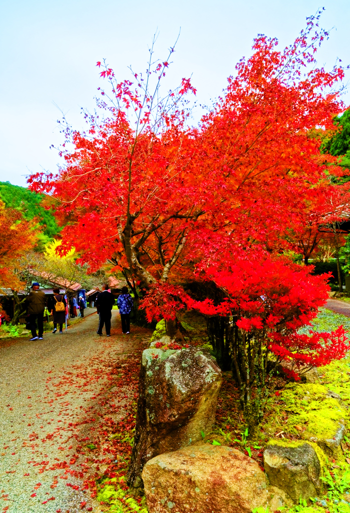 紅く鮮やかな紅葉（重源の郷）