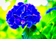 綺麗に色付きました 紫陽花（阿弥陀寺)