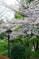 音無親水公園　公園入口付近の桜の樹です