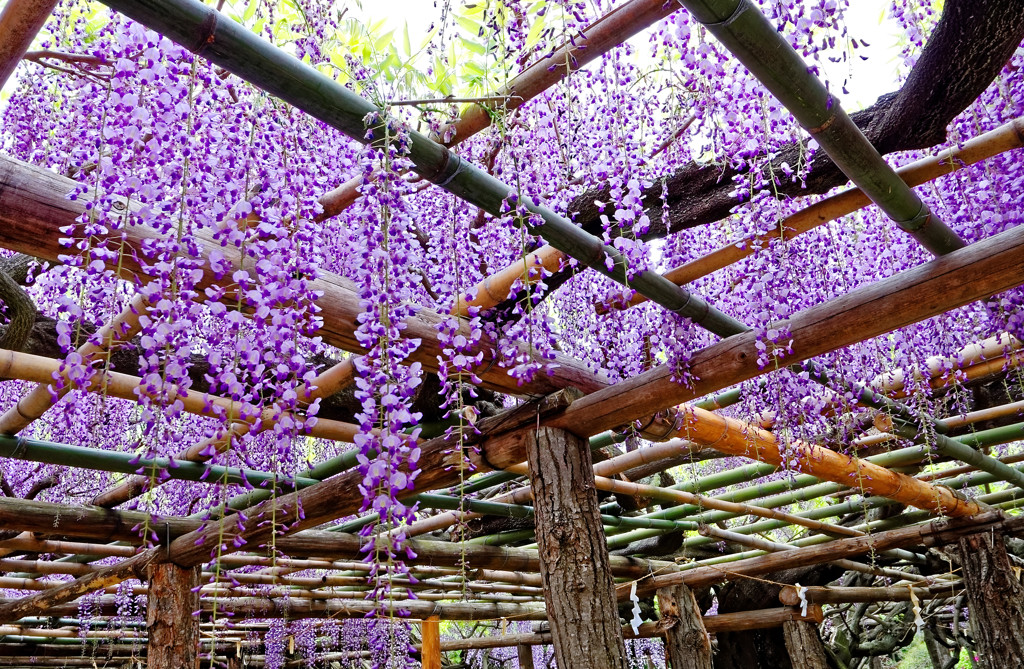 藤波の花は盛りになりにけり　②
