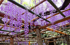 藤波の花は盛りになりにけり　②