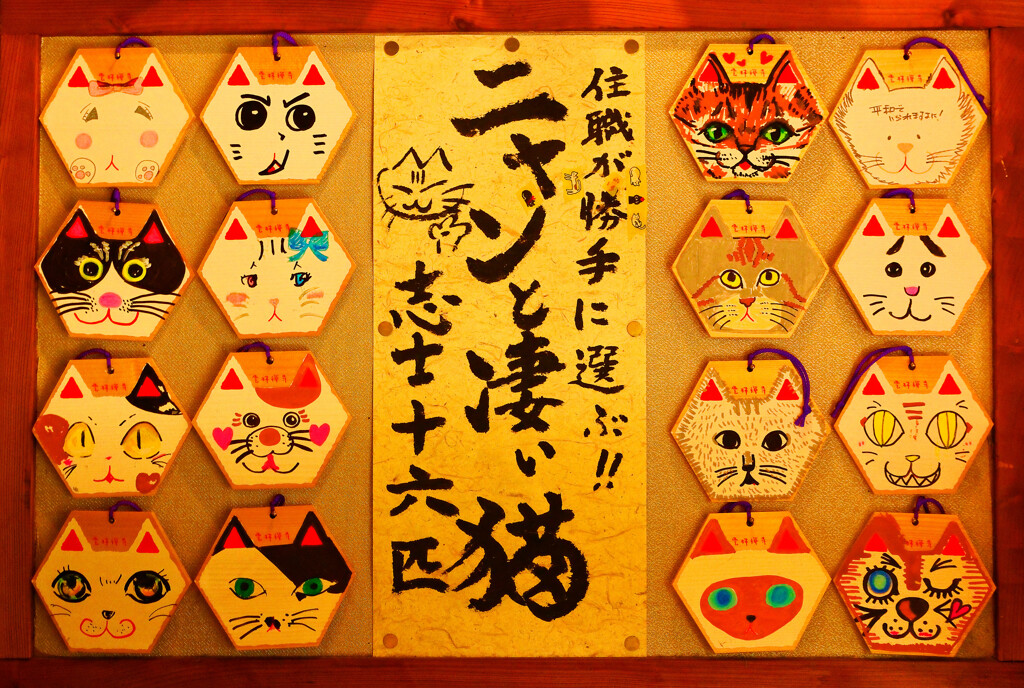 スナップ 猫寺 雲林寺⑥ 志士十六匹　(山口県 萩市)