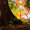 大きな樹の後ろの緑と紅のもみじ　（小石川後楽園）