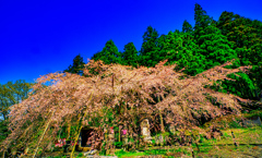 春色の南明寺 糸桜（山口県萩市）