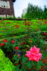 秋薔薇ハーモニーと洋館　（旧古川庭園）