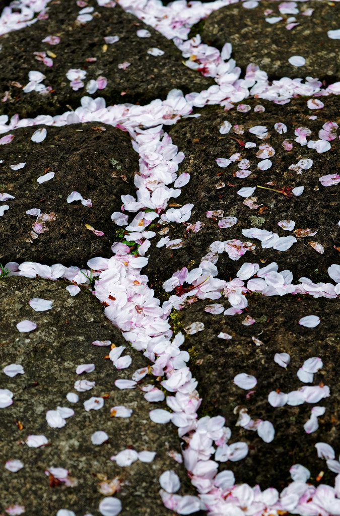 花の雪散り 踏み迷う　♫　あ～　川の流れのよ～に　おだやかに～　♫・・・