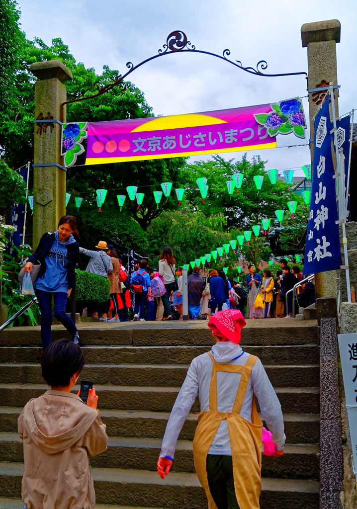 文京あじさいまつり入口　（白山神社）