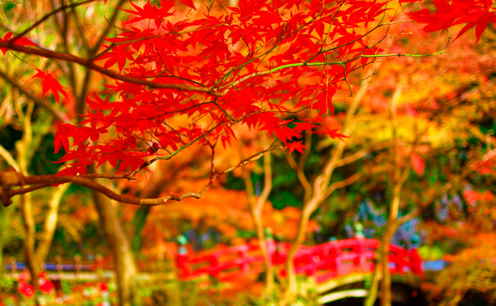 赤い橋バックに 紅葉（大寧寺）