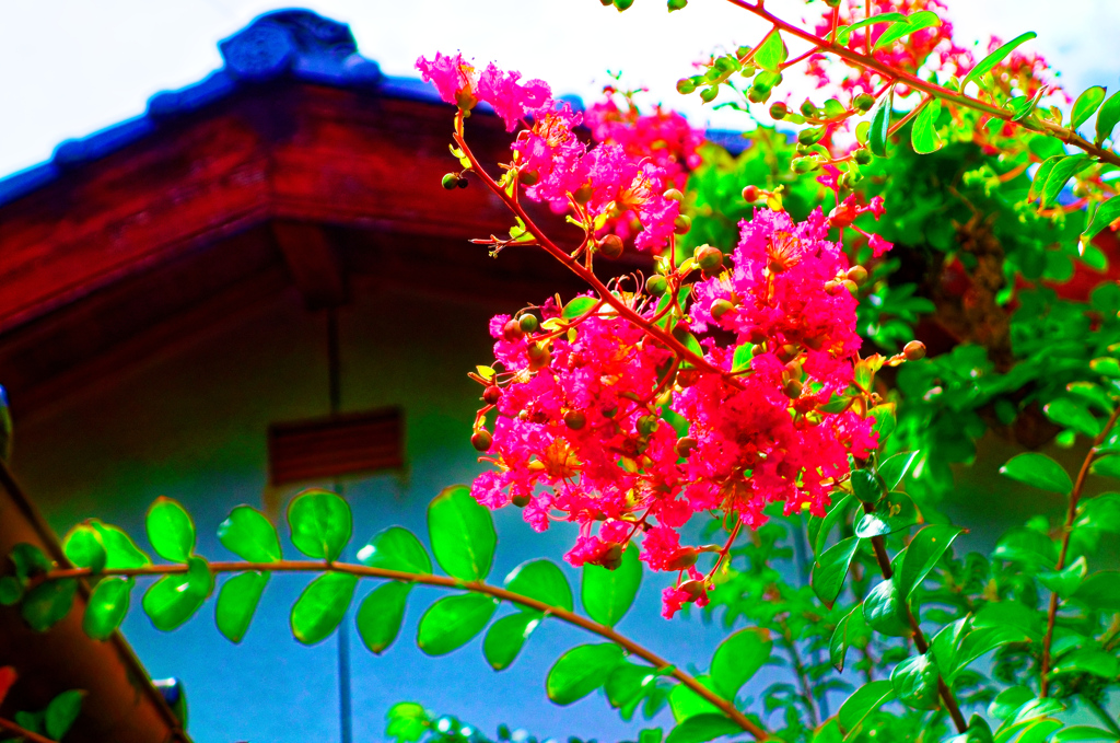 城下町に百日紅の花（萩市）