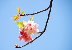 別所沼公園のウコン桜・・・見頃になりました（２）