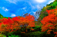 山郷を紅く染める　(山口市 重源の郷)