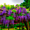 藤棚に連なる紫の花 藤花（萩城跡）