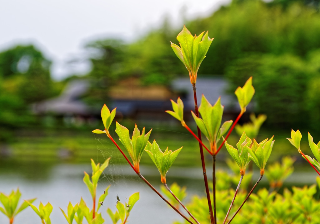 若葉のある光景　国営昭和記念公園にて