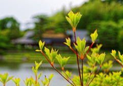 若葉のある光景　国営昭和記念公園にて