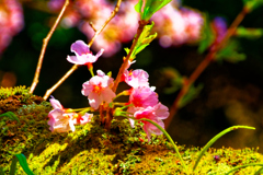 艶やかな花色 染井吉野（長門市大寧寺）